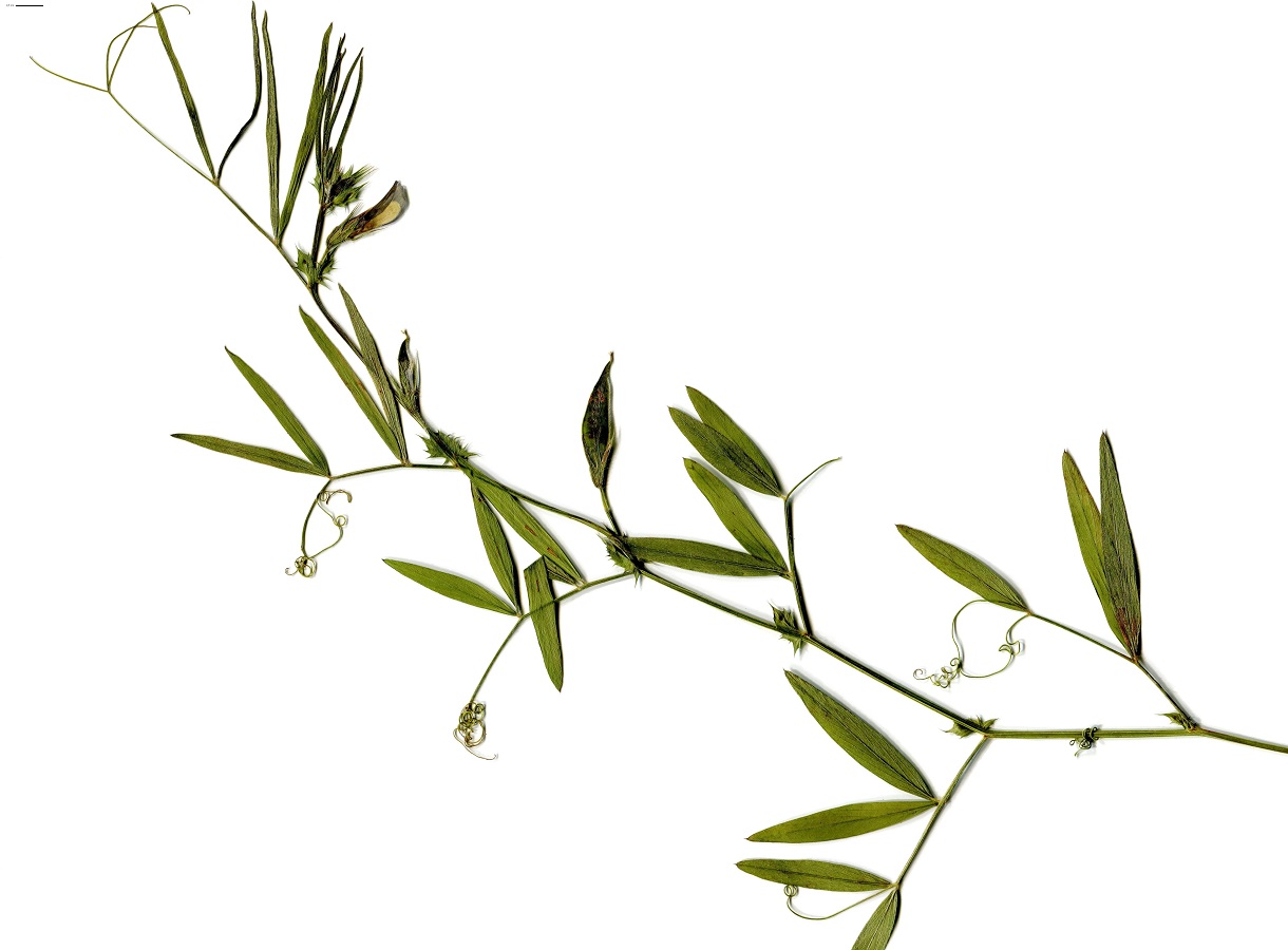 Lathyrus hirsutus (Fabaceae)